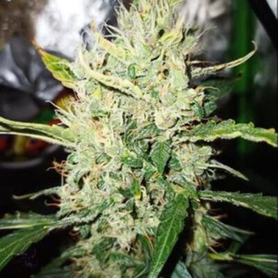 SOFEM_GENETICS_CHERRY_CHEESE_SKUNK_AUTO_FLOWER_1_LUSCIOUS_GENETICS
