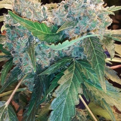SOFEM_GENETICS_FRUITY_PETOOTIE_AUTO_FLOWER_1_LUSCIOUS_GENETICS