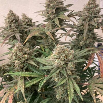 SOFEM_GENETICS_GG4_TANGIE_AUTO_FLOWER_1_LUSCIOUS_GENETICS