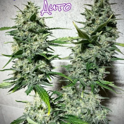 SOFEM_GENETICS_HINDU_LIGHTS_AUTO_FLOWER_1_LUSCIOUS_GENETICS
