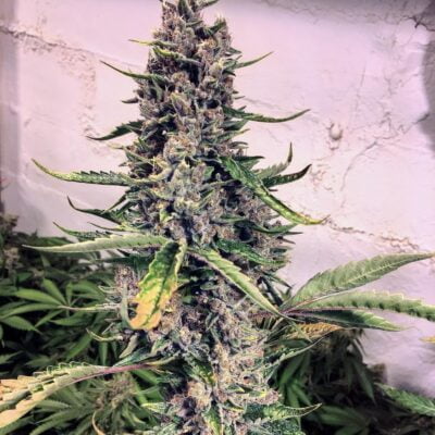 SOFEM_GENETICS_SCREAMBERRIES_FLOWER_1_LUSCIOUS_GENETICS