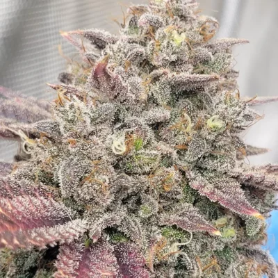 STEAL_THESE_SEEDS_COOKIES_N_CREME_FLOWER_4_LUSCIOUS_GENETICS