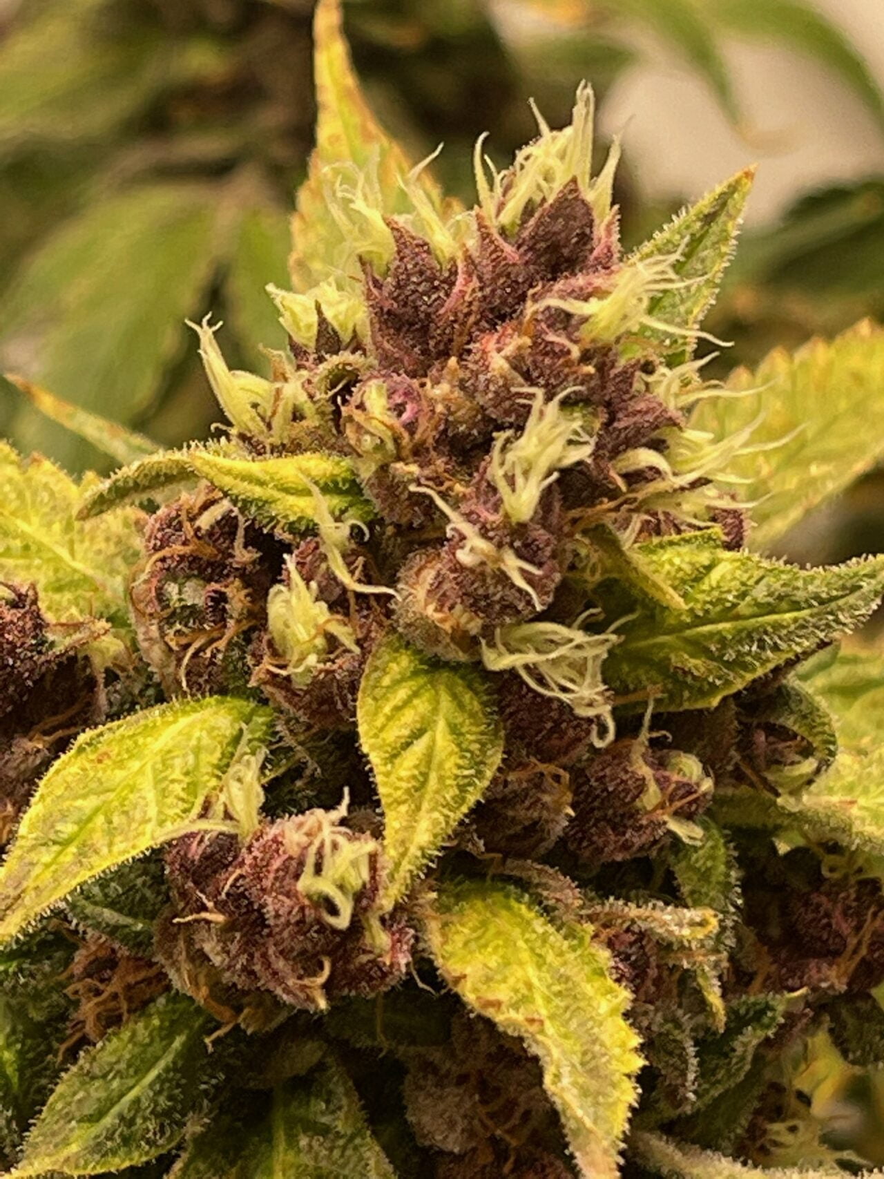 Steal These Seeds Holey Rabbit Luscious