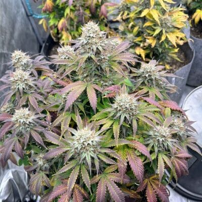 STEAL_THESE_SEEDS_HOLEY_RABBIT_NEW_FLOWER_1_LUSCIOUS_GENETICS