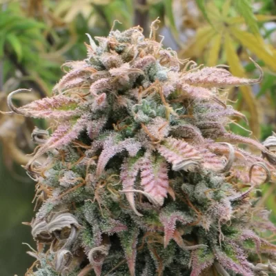 STEAL_THESE_SEEDS_QUEENS_APPRENTICE_FLOWER_1_LUSCIOUS_GENETICS