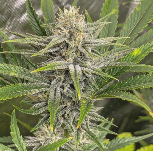 STEAL_THESE_SEEDS_QUEENS_QOOKIES_FLOWER_1_LUSCIOUS_GENETICS