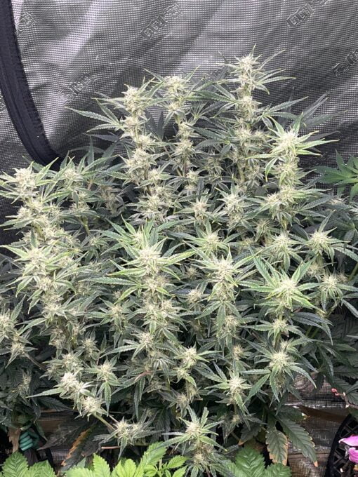 STEAL_THESE_SEEDS_QUEENS_QOOLAID_FLOWER_1_LUSCIOUS_GENETICS