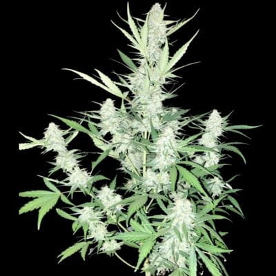 STEAL_THESE_SEEDS_THE_SPOTLESS_QUEEN_FLOWER_1_LUSCIOUS_GENETICS