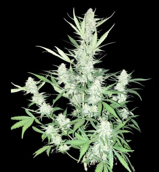 STEAL_THESE_SEEDS_THE_SPOTLESS_QUEEN_FLOWER_1_LUSCIOUS_GENETICS