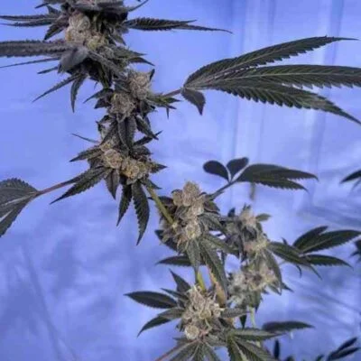 THUG_PUG_GENETICS_FIDDLE_FADDLE_FLOWER_1_LUSCIOUS_GENETICS