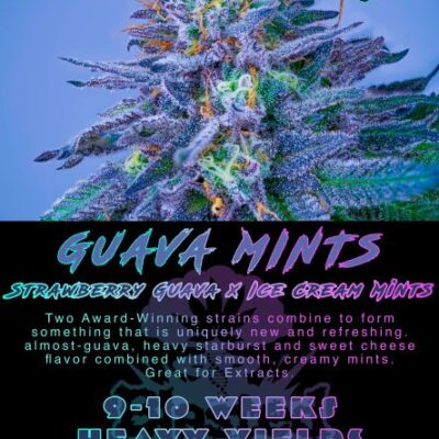 BLASTED_GENETICS_GUAVA_MINTS_FLOWER_1_LUSCIOUS_GENETICS