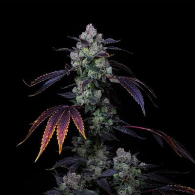 COMPOUND_GENETICS_PERZIMMON_FLOWER_3_LUSCIOUS_GENETICS