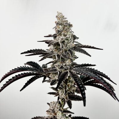 EXOTIC_GENETIX_BLACK_PATRONOUS_FLOWER_1_LUSCIOUS_GENETICS