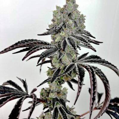 EXOTIC_GENETIX_LAZER_FUEL_FLOWER_1_LUSCIOUS_GENETICS