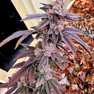 EXOTIC_GENETIX_YIKES_FLOWER_1_LUSCIOUS_GENETICS
