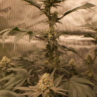 FAT_CAT_LABS_HAIL_MARY_FLOWER_1_LUSCIOUS_GENETICS