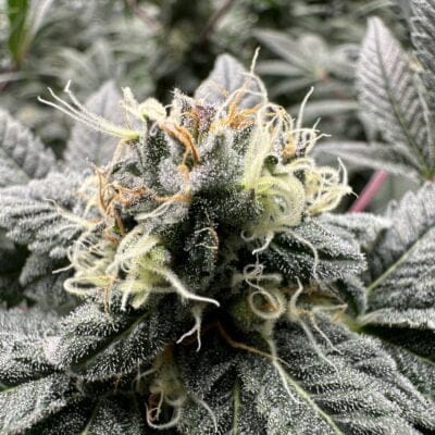 FAT_CAT_LABS_LASHER_LIME_FLOWER_1_LUSCIOUS_GENETICS