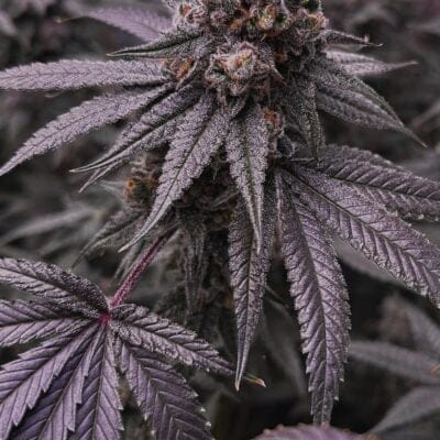 FAT_CAT_LABS_NECROSIS_FLOWER_1_LUSCIOUS_GENETICS
