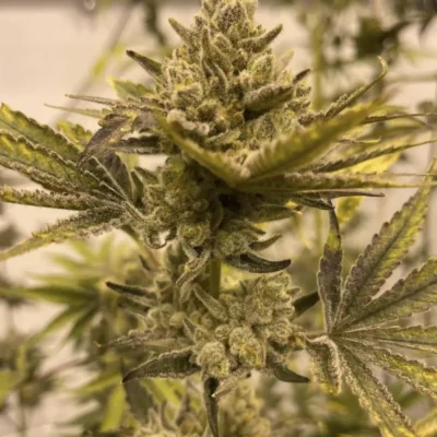 IN_HOUSE_GENETICS_BIFROST_FLOWER_1_LUSCIOUS_GENETICS