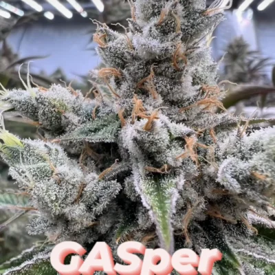 IN_HOUSE_GENETICS_GASPER_FLOWER_1_LUSCIOUS_GENETICS