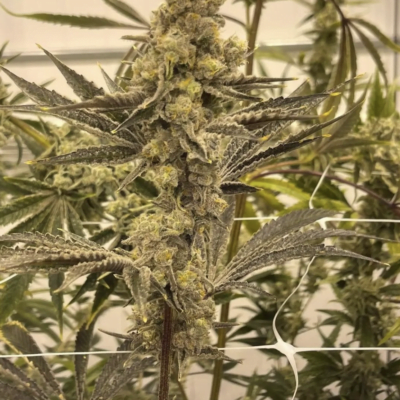 IN_HOUSE_GENETICS_MASTERPIECE_FLOWER_1_LUSCIOUS_GENETICS