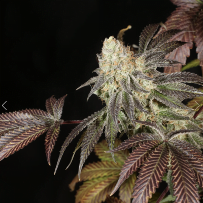 MASS_MEDICAL_STRAINS_ZASOLINE_FLOWER_1_LUSCIOUS_GENETICS