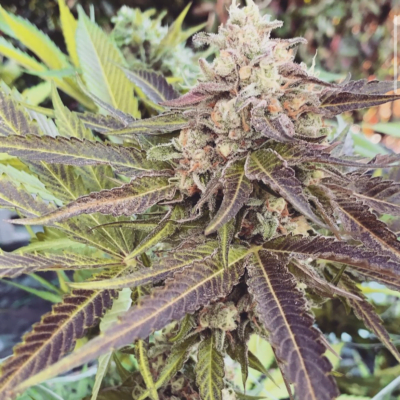 CHANETICS_GELONADE_HONEY_BANANAS_FLOWER_8_LUSCIOUS_GENETICS
