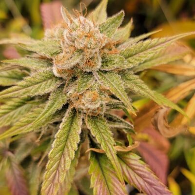 CHANETICS_PIFF_HONEY_BANANAS_FLOWER_1_LUSCIOUS_GENETICS