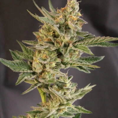 HAWAIIAN_BUDLINE_RAINBOW_CAKE_GREASE_FLOWER_1_LUSCIOUS_GENETICS