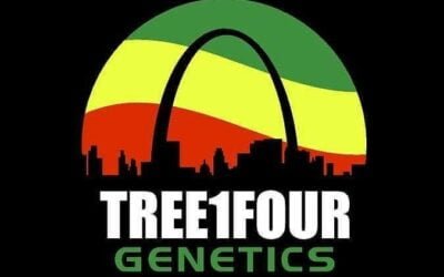 Tree1Four Genetics Is Back in Stock at Luscious Genetics – Shop Elite Missouri Strains Now!