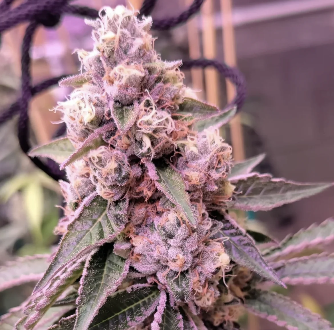 TREE_1_FOUR_GENETICS_SUGARFIRE_FLOWER_1_LUSCIOUS_GENETICS