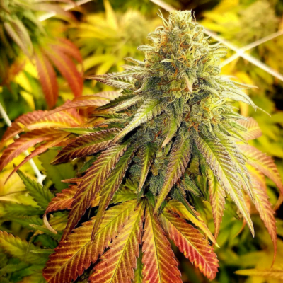 TWENTY20_MENDOCINO_MENDO_COOKIES_FLOWER_1_LUSCIOUS_GENETICS
