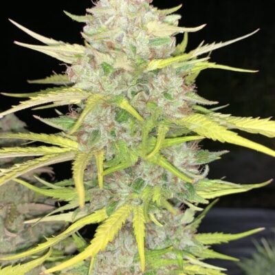 CHANETICS_DAY-O_FLOWER_6_LUSCIOUS_GENETICS