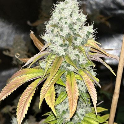 MASS_MEDICAL_STRAINS_SOUR_CHEM_FLOWER_1_LUSCIOUS_GENETICS