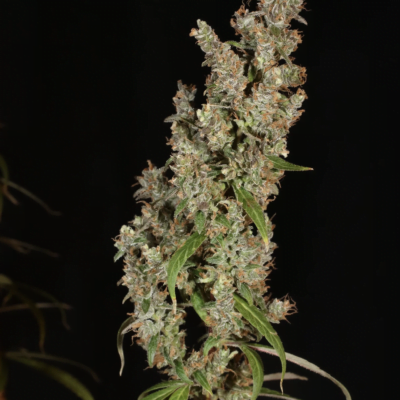 MASS_MEDICAL_STRAINS_WATERMELON_HASHPLANT_FLOWER_1_LUSCIOUS_GENETICS