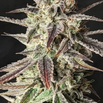 MEPHISTO_GENETICS_TINTO_DE_VERANO_FLOWER_1_LUSCIOUS_GENETICS