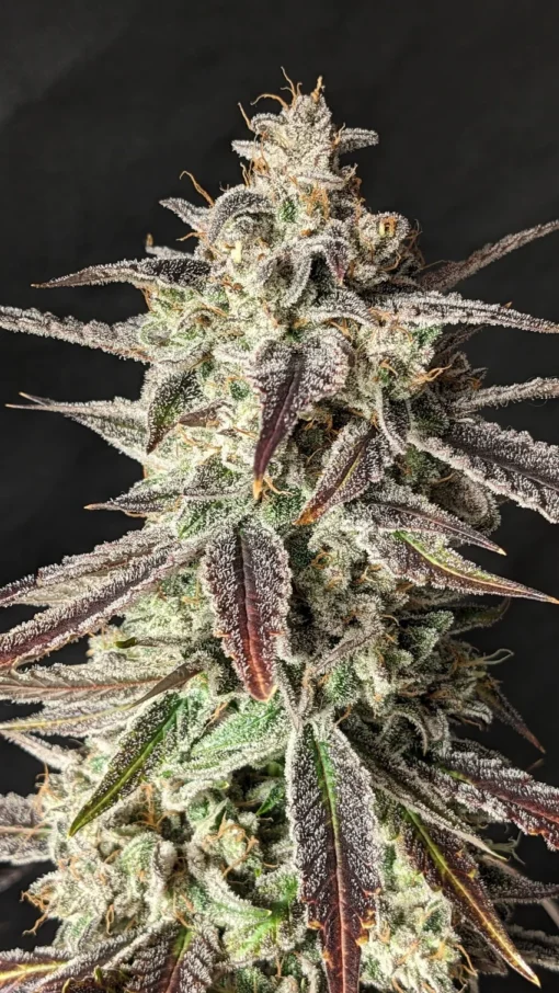 MEPHISTO_GENETICS_TINTO_DE_VERANO_FLOWER_1_LUSCIOUS_GENETICS