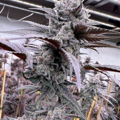 SOLFIRE_GARDENS_LUNG_BUSTER_FLOWER_1_LUSCIOUS_GENETICS