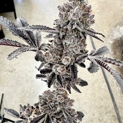 EXOTIC_GENETIX_MONEYBALL_FLOWER_1_LUSCIOUS_GENETICS
