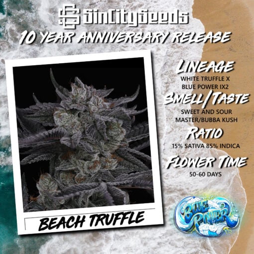 Beach Truffle Promo Flyer (Square) 2