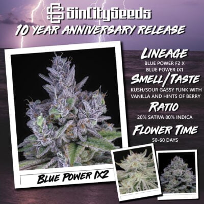 Blue Power IX2 Promo Flyer (Square) 7