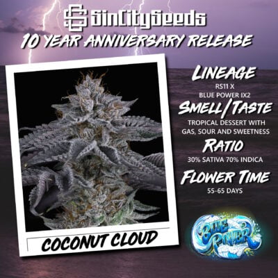 Coconut Cloud Promo Flyer (Square) 7