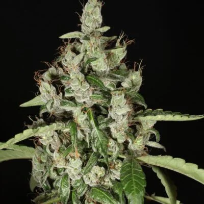 MASS_MEDICAL_STRAINS_TRIANGLE_LAOS_FLOWER_1_LUSCIOUS_GENETICS