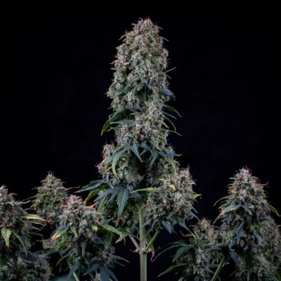 MEPHISTO_GENETICS_ALIEN_VS_TRIANGLE_FLOWER_2_LUSCIOUS_GENETICS