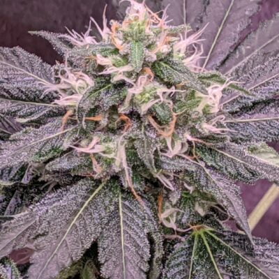 SOUTH_BAY_GENETICS_MAGNOLIA_KUSH_FLOWER_1_LUSCIOUS_GENETICS