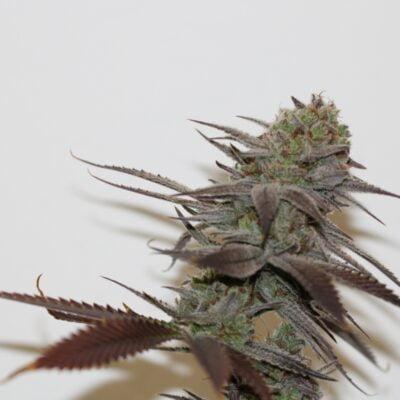 TRICHOME_BROS_CHERNOBYL_S1_FLOWER_3_LUSCIOUS_GENETICS