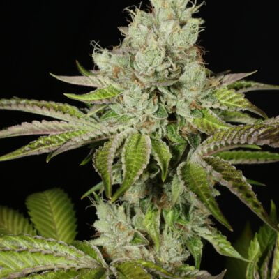 MASS_MEDICAL_STRAINS_TRIANGLE_KUSH_BX1_FLOWER_1_LUSCIOUS_GENETICS