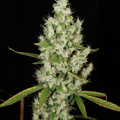 MASS_MEDICAL_STRAINS_WATERMELON_CHEM_FLOWER_1_LUSCIOUS_GENETICS