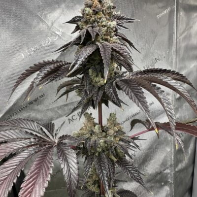 MASS_MEDICAL_STRAINS_GREENSCREEN_FLOWER_3_LUSCIOUS_GENETICS