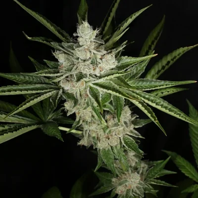 MASS_MEDICAL_STRAINS_HINDU_PUPIL_FLOWER_1_LUSCIOUS_GENETICS
